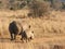 White rhino mother and baby