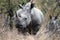 White Rhino mother and calf