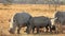 White Rhino in Nakuru Park