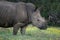 White Rhino Portrait