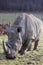 White rhino portrait