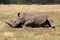 White Rhino resting