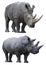 White rhino rhinoceros isolated animal