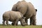 White rhino / rhinoceros mother and calf.