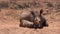 White rhino rhinoceros newborn baby calf sleeping with its mother sleeping in Africa