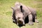 A white rhino in Safari park, Australia