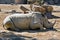 White Rhino sleeping