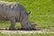 White rhino smelling poo