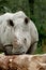 White rhino smells on a tree trunk