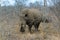 White rhino or square-lipped rhino in Hlane Royal National Park, Swaziland