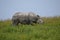 White Rhino on a sunny clear day