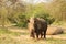 White Rhino in Swaziland Eswatini