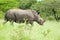 White Rhino walking through brush in Umfolozi Game Reserve, South Africa, established in 1897