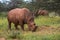 White rhino, Waterberg Plateau National Park, Namibia