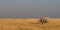 White rhino with zebra herd, etosha nationalpark, namibia