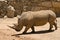 The white rhinoceros