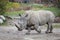 White rhinoceros