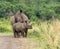 White Rhinoceros and Baby