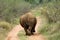 White Rhinoceros from behind