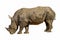 The white rhinoceros is big anmal wildlife after play mud is the muddy on skin (On white background have path