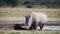 White rhinoceros Botswana, Africa wildlife