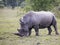 White rhinoceros bull standing on short grass