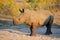 White rhinoceros calf in natural habitat