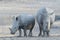 White rhinoceros with calf near waterhole