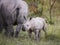 White rhinoceros calf standing next to his mother