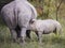 White rhinoceros calf standing next to his mother