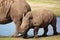 White rhinoceros calf walking on the waterside