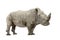 White Rhinoceros - Ceratotherium simum ( +/- 10 ye