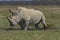 White Rhinoceros, ceratotherium simum, Adult scattering Dung, Nakuru Park in Kenya