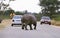 White Rhinoceros, ceratotherium simum, Adult walking near Tourists sitting in Safari Cars, Kruger Park in South Africa