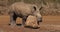 White Rhinoceros, ceratotherium simum, Calf scratching on Stone, Nairobi Park in Kenya