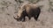 White Rhinoceros, ceratotherium simum, Female eating Grass, Nairobi Park in Kenya,