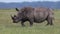 White Rhinoceros, ceratotherium simum, Female running throught Savanna, Nakuru Park in Kenya,
