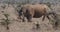 White Rhinoceros, ceratotherium simum, `female walking, Nairobi Park in Kenya,