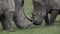 White Rhinoceros, ceratotherium simum, Female with Young, Nakuru Park in Kenya,