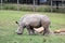 White Rhinoceros Ceratotherium simum at Taronga Western Plains Zoo