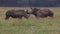 White Rhinoceros, ceratotherium simum, Youngs fighting, Nakuru Park in Kenya,