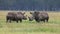 White Rhinoceros, ceratotherium simum, Youngs fighting, Nakuru Park in Kenya,