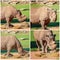 White Rhinoceros Collage