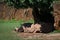 White rhinoceros dozing in shade under tree