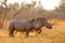 White rhinoceros in dust at sunset