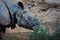 White rhinoceros eating plants near rocks side view