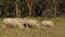 White rhinoceros feeding