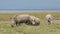 White rhinoceros feeding