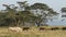 White rhinoceros feeding