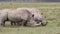 White rhinoceros feeding